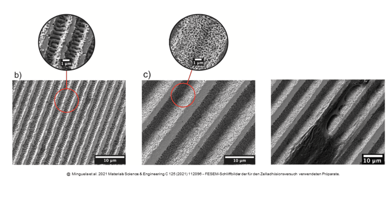 @ Minguela et al. 2021 Materials Science & Engineering C 125 (2021) 112096 – FESEM-Schliffbilder der für den Zelladhäsionsversuch verwendeten Präparate