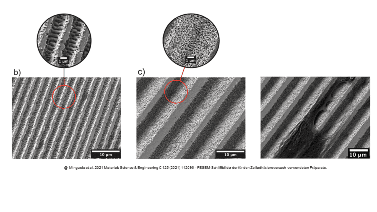 @Minguela et al. 2021 Materials Science & Engineering C 125 (2021) 112096 - FESEM micrographs of the preparations used for the cell adhesion experiment