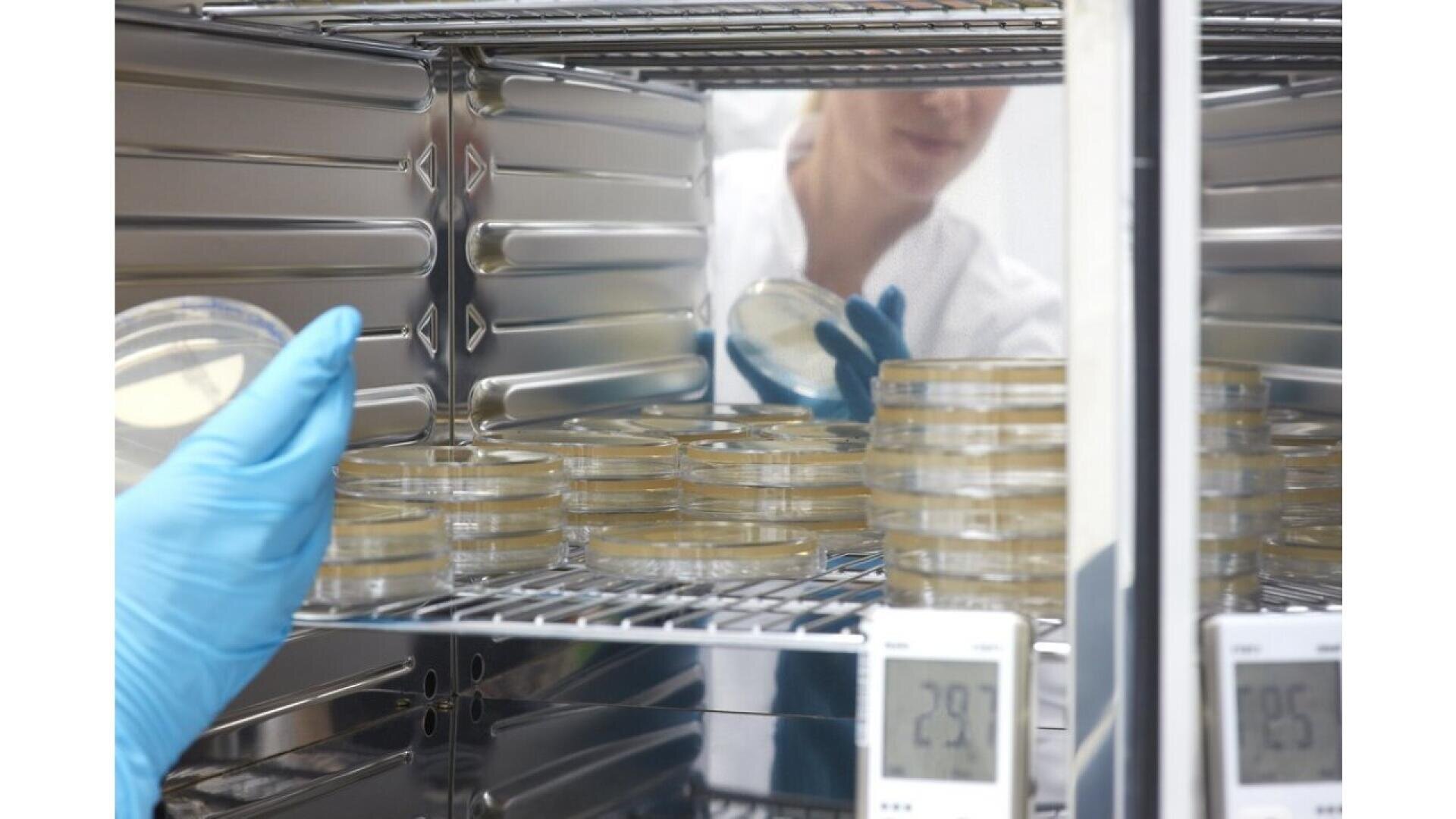 A person wearing blue gloves places a petri dish in an incubator filled with petri dishes. Two digital thermometers display the temperature, and the persons reflection is visible on the incubators surface.