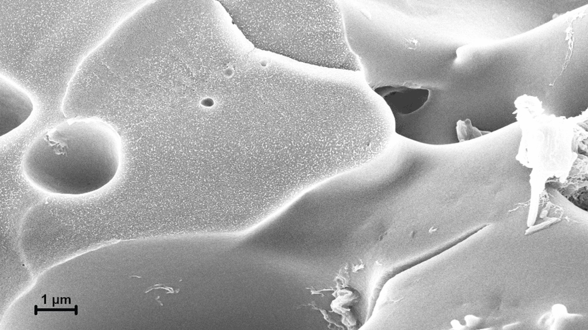 Schwarz-weißes Rasterelektronenmikroskopbild, das eine strukturierte, unebene Oberfläche mit runden Löchern und einem Skalenbalken von 1 Mikrometer zeigt. Ein kleines, unregelmäßig geformtes Objekt erscheint auf der rechten Seite des Bildes.