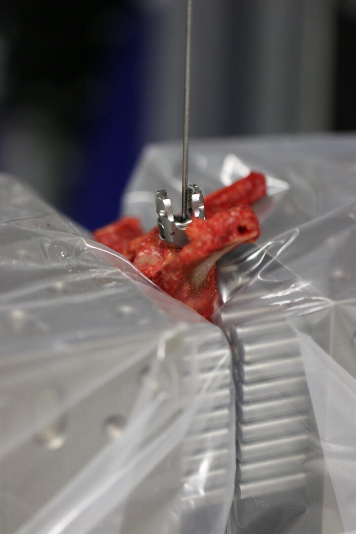 A metal clamp holds a piece of raw meat or bone into which a thin metal probe or needle is inserted.