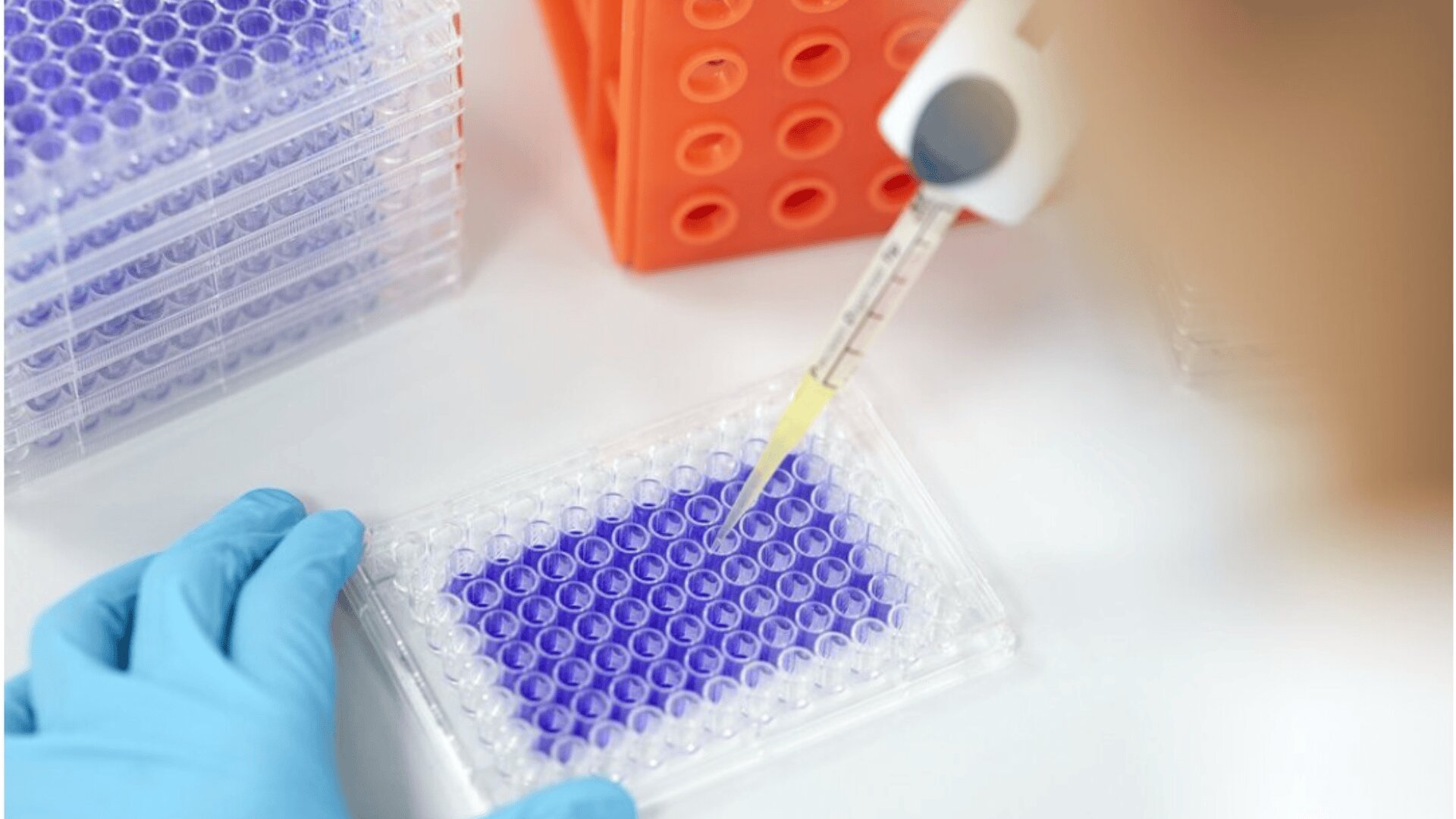 A gloved hand holds a clear 96-well plate filled with purple liquid while a pipette dispenses liquid into one of the wells. Stacked plates and an orange rack are visible in the background.
