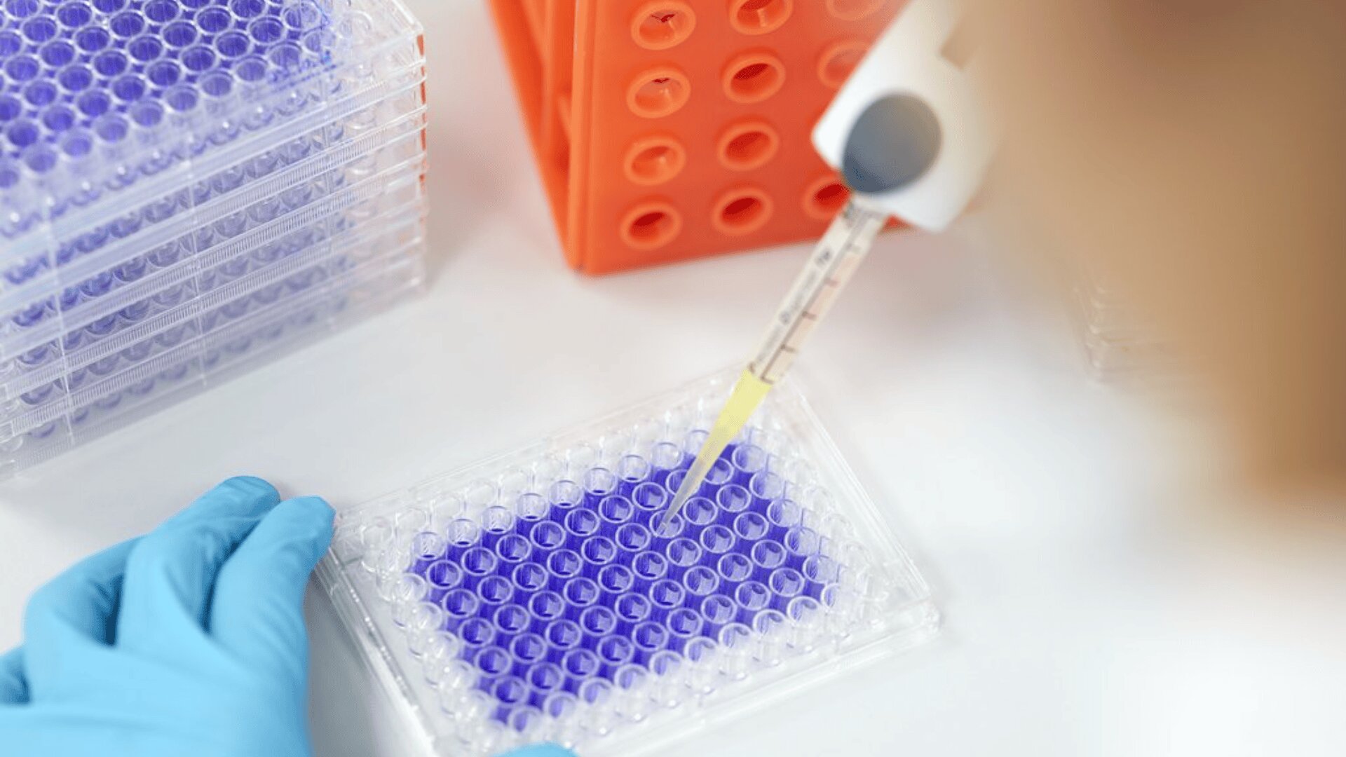Eine behandschuhte Hand hält eine Mikroplatte mit violetten Flüssigkeitsproben, während eine andere Hand mit einer Pipette Flüssigkeit in die Vertiefungen dosiert. Stapel weiterer Mikroplatten und ein orangefarbenes Rack stehen in der Nähe.