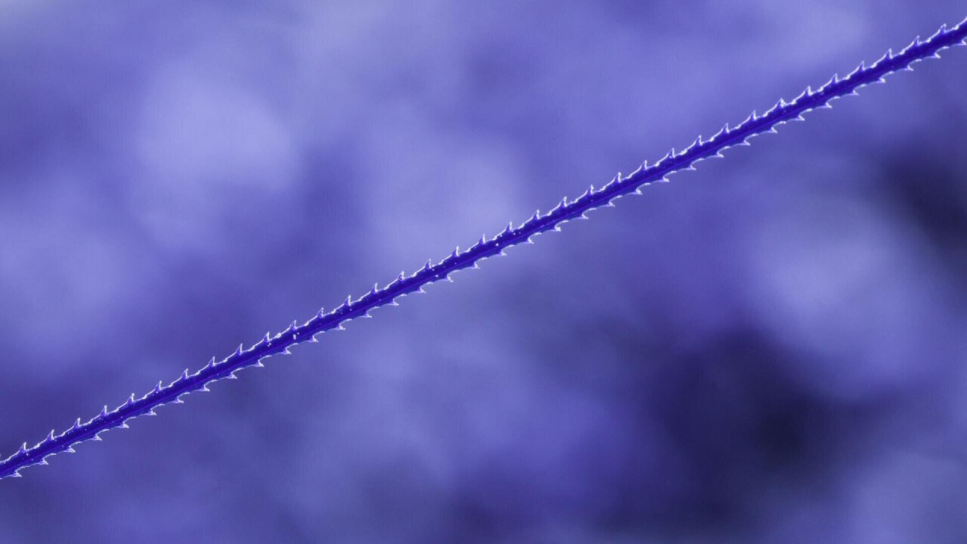A close-up of a thin, purple plant stem covered in small, evenly spaced thorns, set against a blurred purple background.